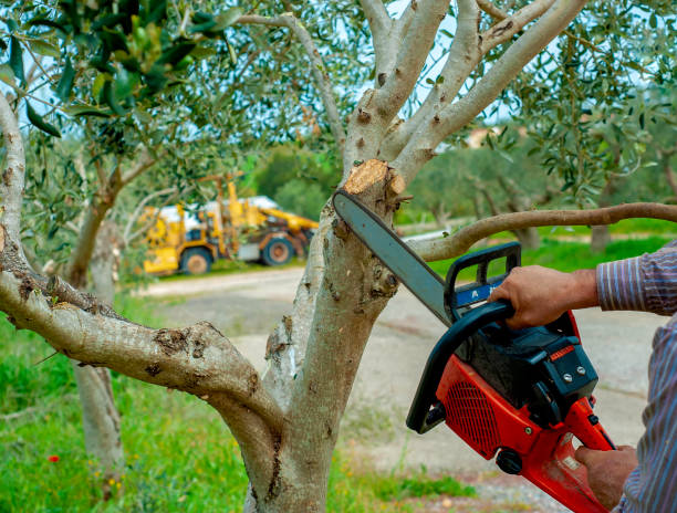 Best Dead Tree Removal  in Winnemucca, NV